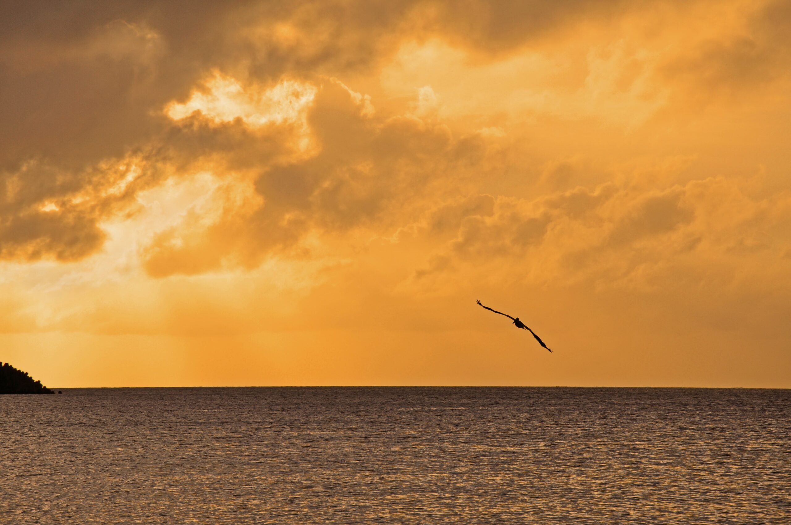 Taking flight of the avian variety