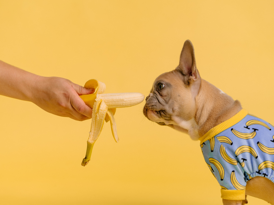 Image of banana being offered to a dog